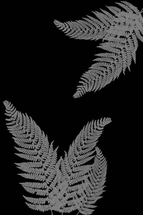 Fern_classic – Bild 10