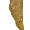 COASTEL